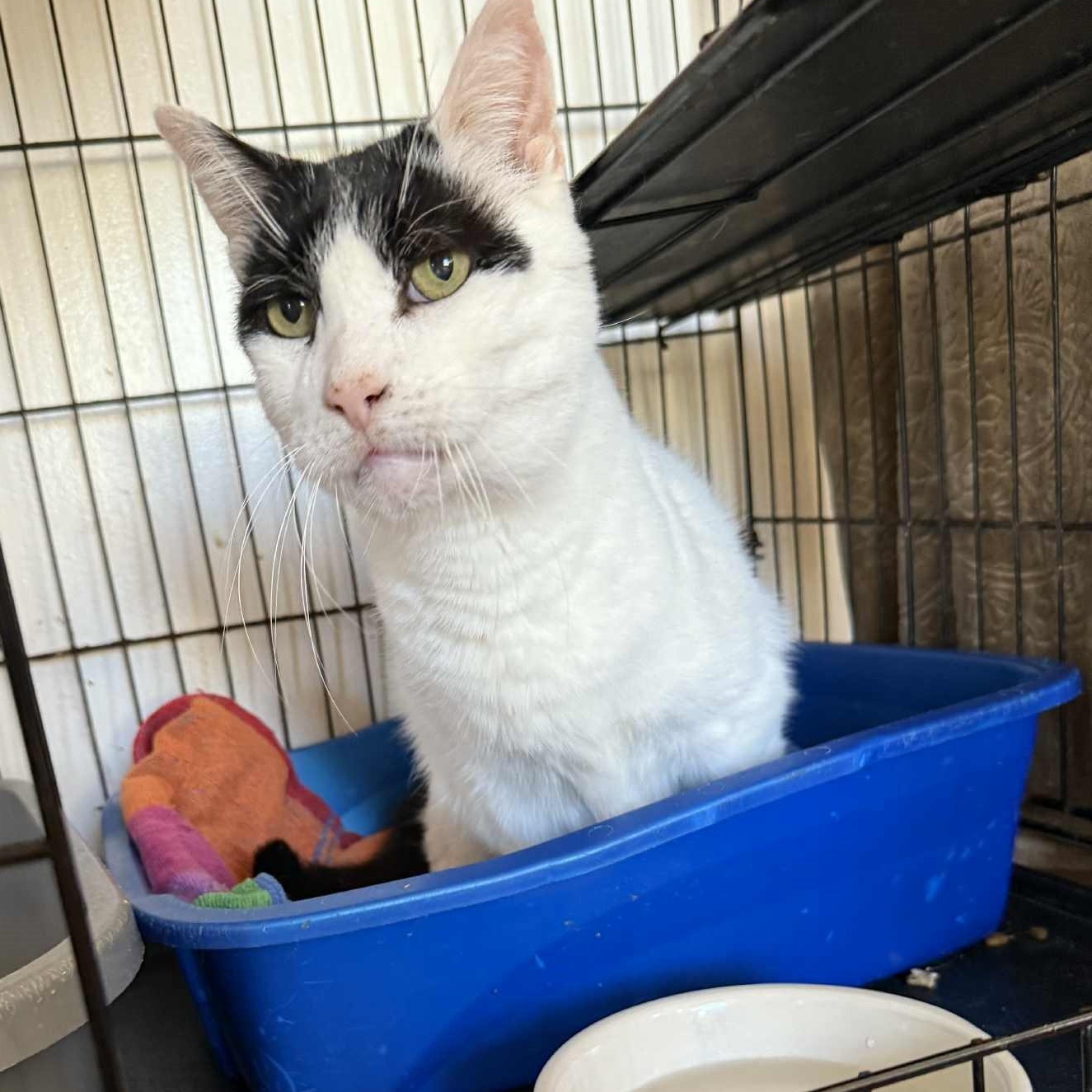 Roman (15 yrs old!!), a ADOPTABLE Domestic Short Hair image 4/5