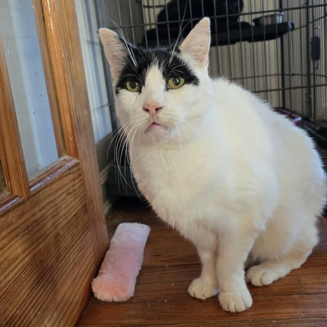 Roman (15 yrs old!!), ADOPTABLE, Senior Male Domestic Short Hair.