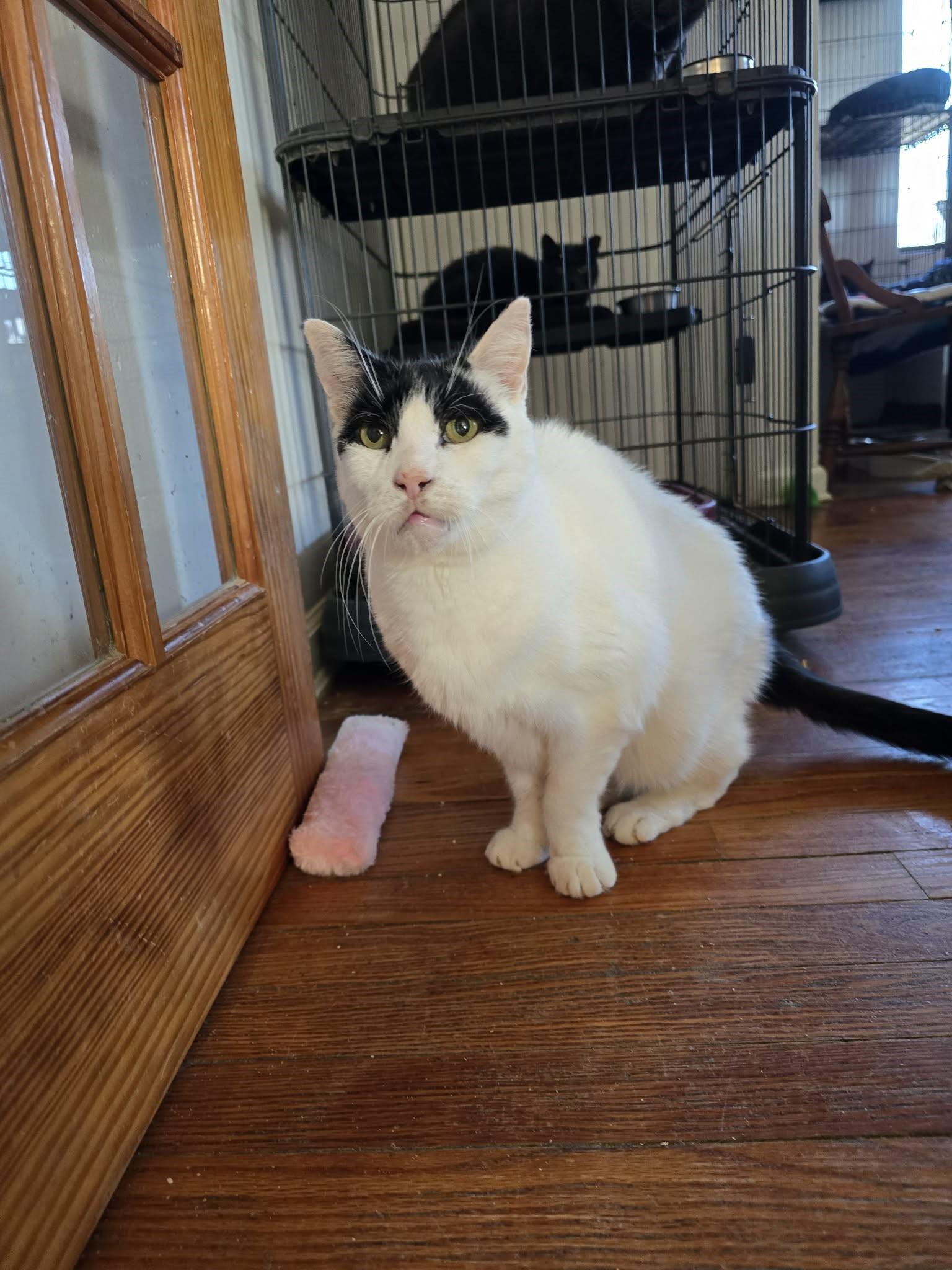 Roman (15 yrs old!!), a ADOPTABLE Domestic Short Hair image 5/5