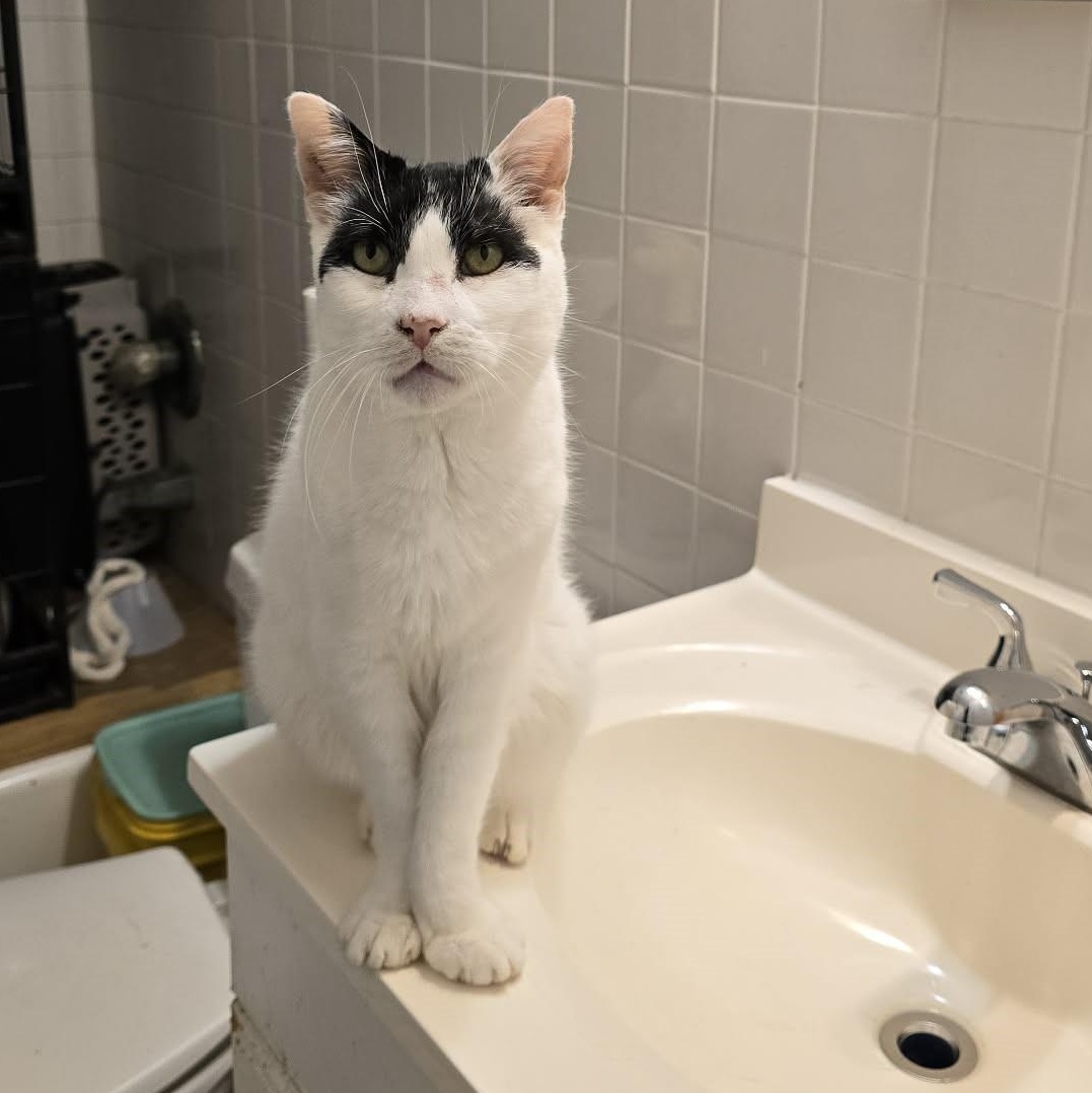 Roman (15 yrs old!!), ADOPTABLE, Senior Male Domestic Short Hair.