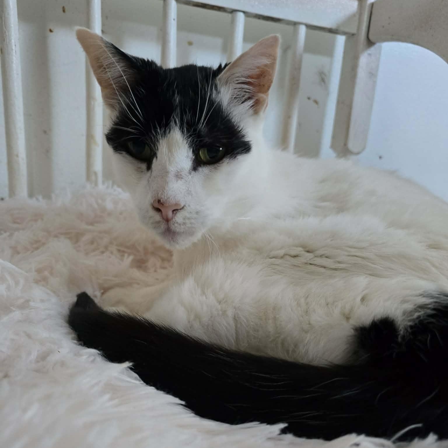 Roman (15 yrs old!!), ADOPTABLE, Senior Male Domestic Short Hair.