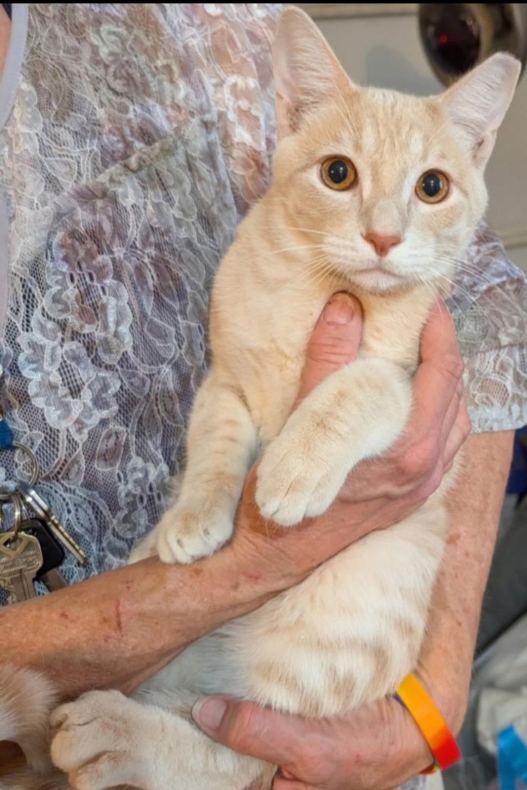 Borrego, ADOPTABLE, Young Male Domestic Short Hair.