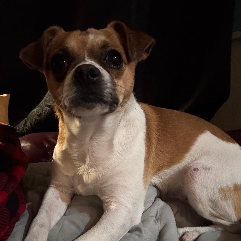 Gizmo, ADOPTABLE, Adult Male Puggle & Mixed Breed.