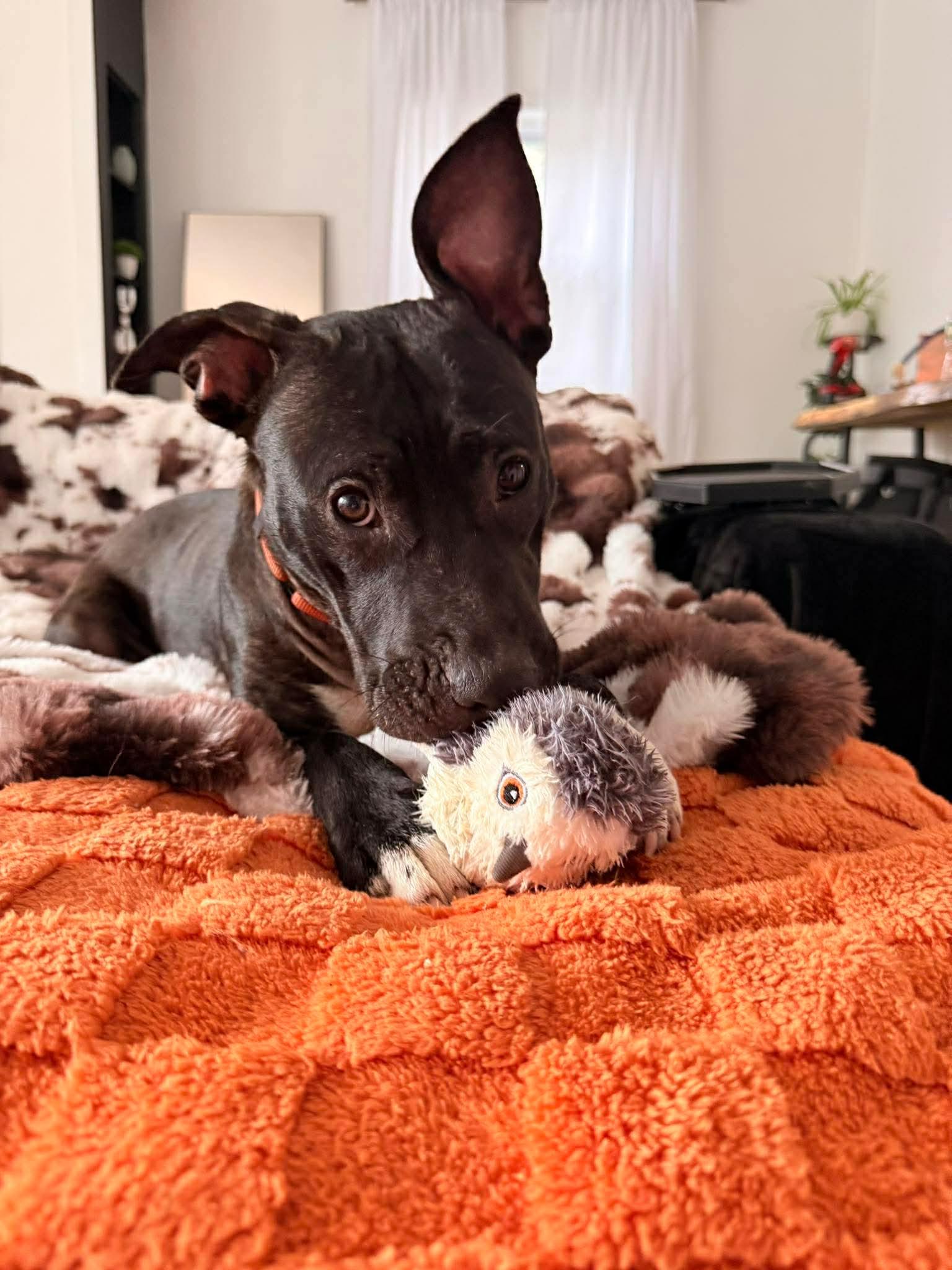 Lady, ADOPTABLE, Puppy Female Mixed Breed.