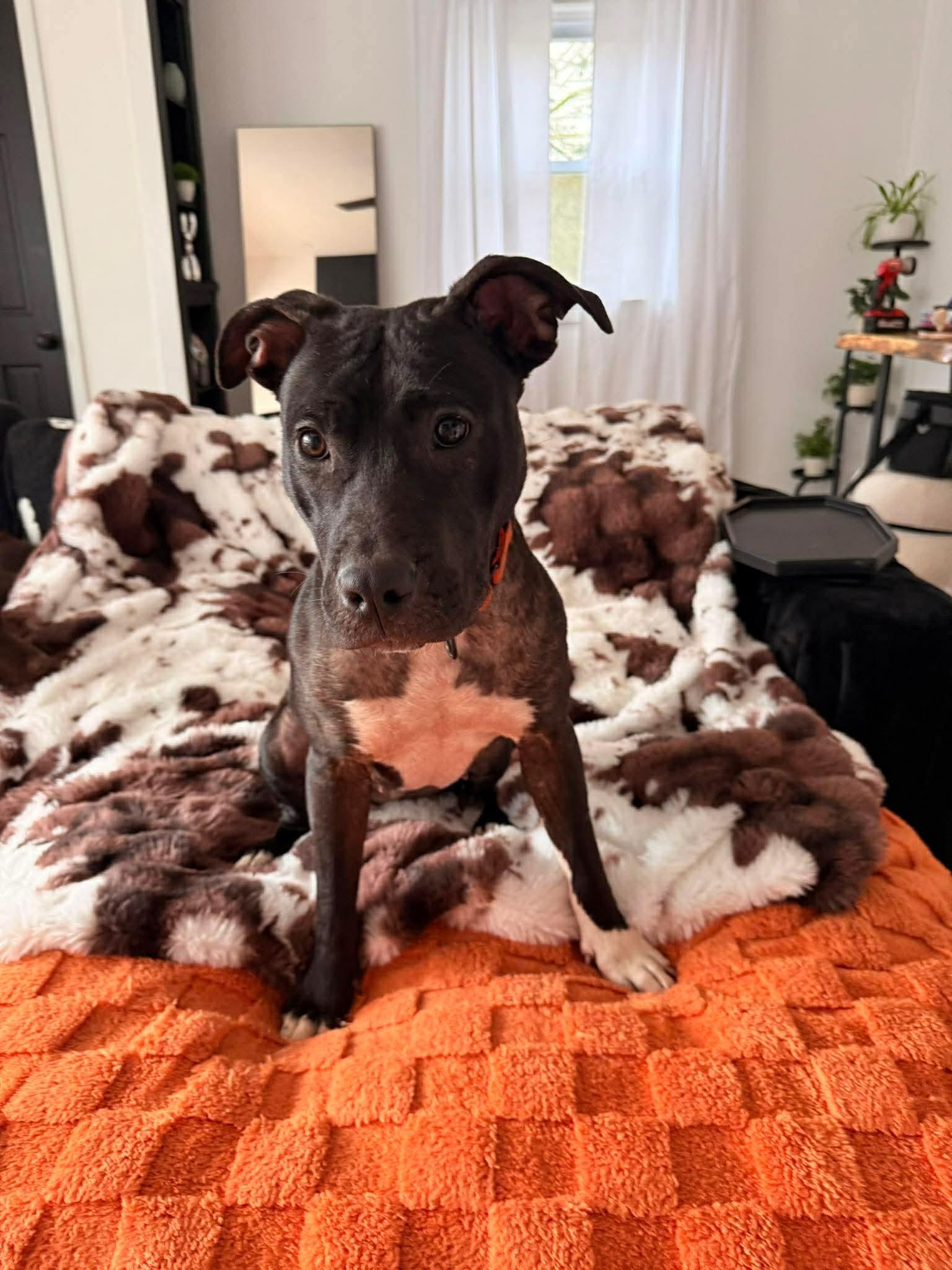 Enlarge Lady, a ADOPTABLE Mixed Breed in Highland, NY image 3/3