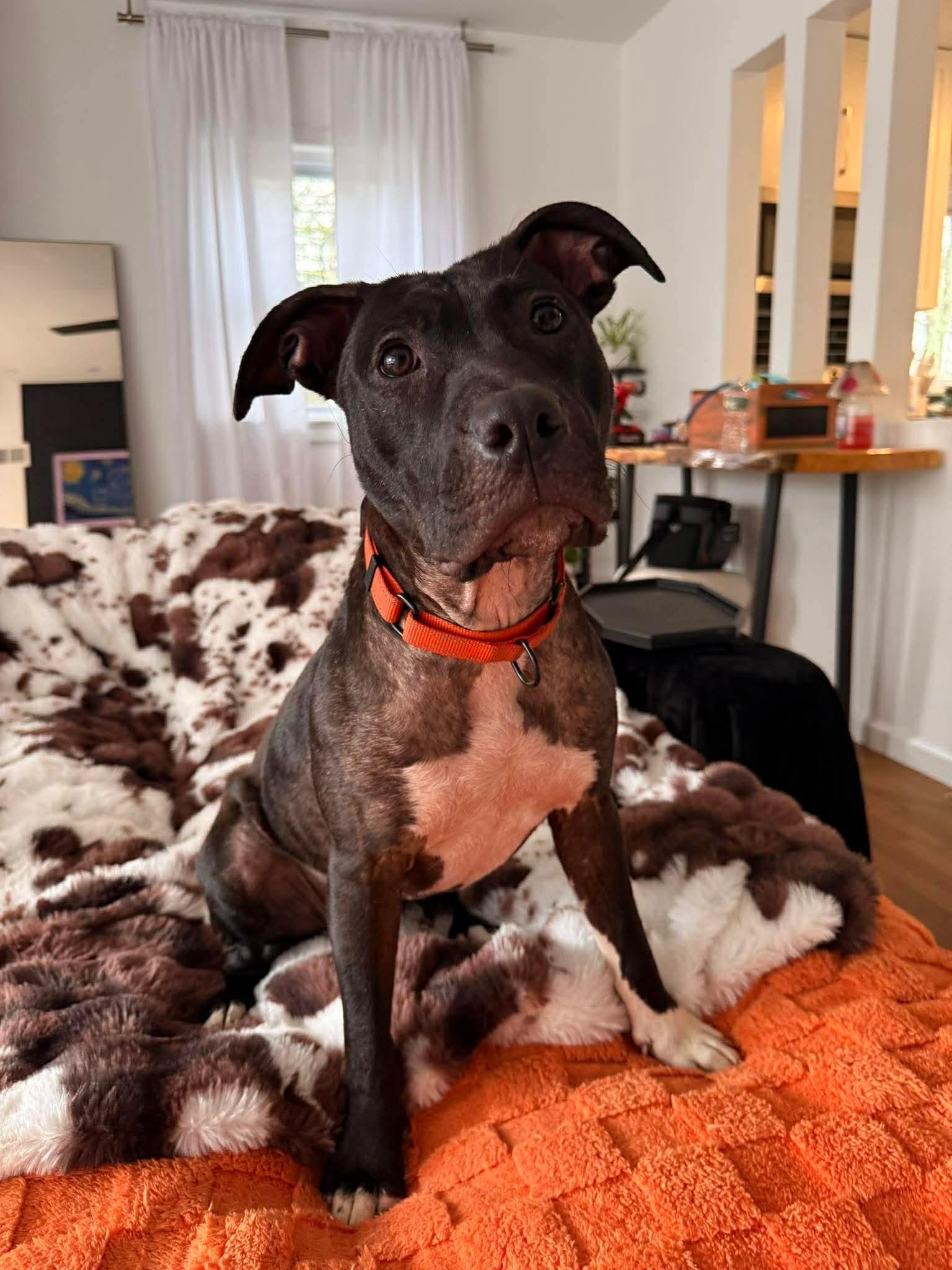 Enlarge Lady, a ADOPTABLE Mixed Breed in Highland, NY image 2/3