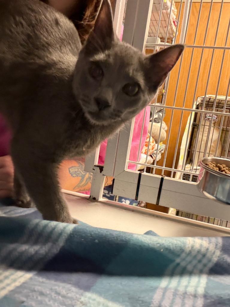 Leonardo, Adoptable, Young Male Domestic Short Hair.