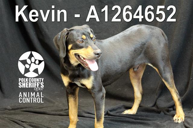 KEVIN, Adoptable, Young Male Black and Tan Coonhound.