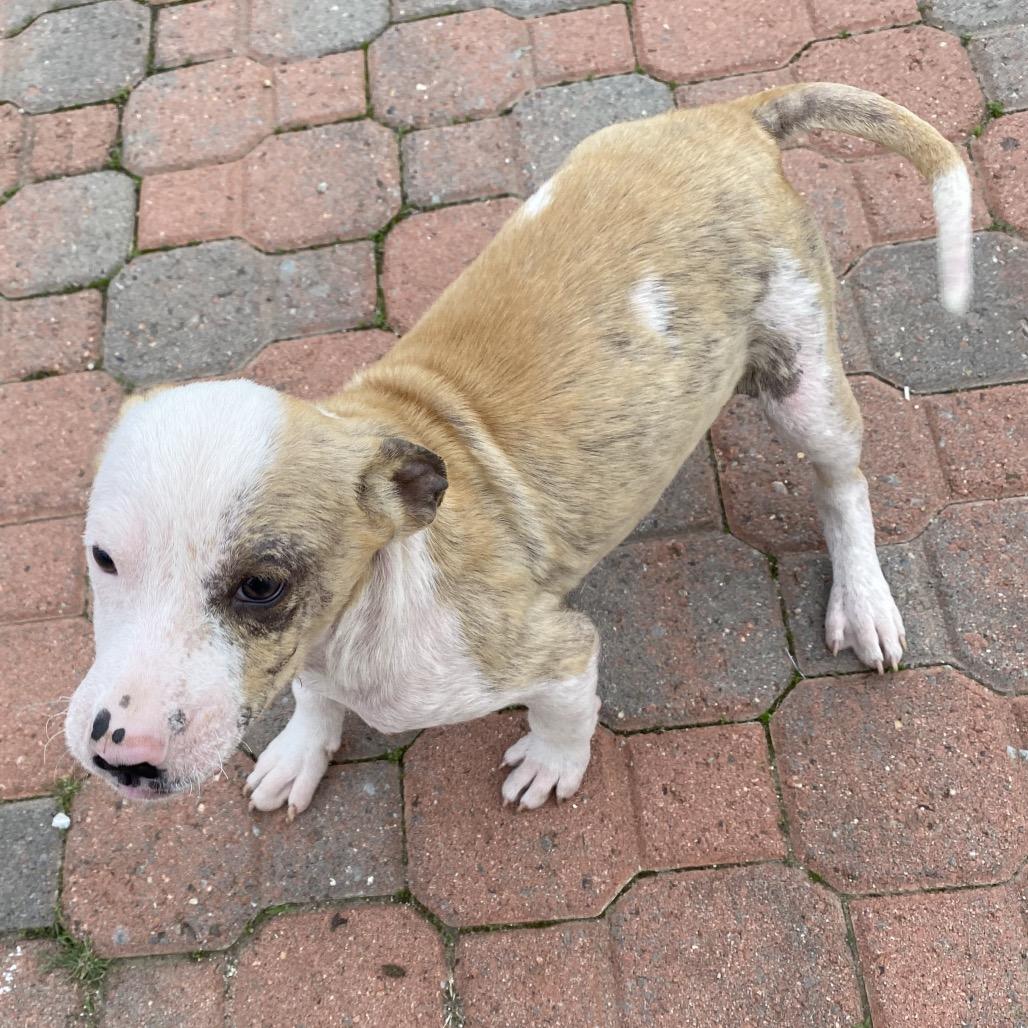 Beethoven, a Adoptable Terrier in Escondido, CA image 1/6