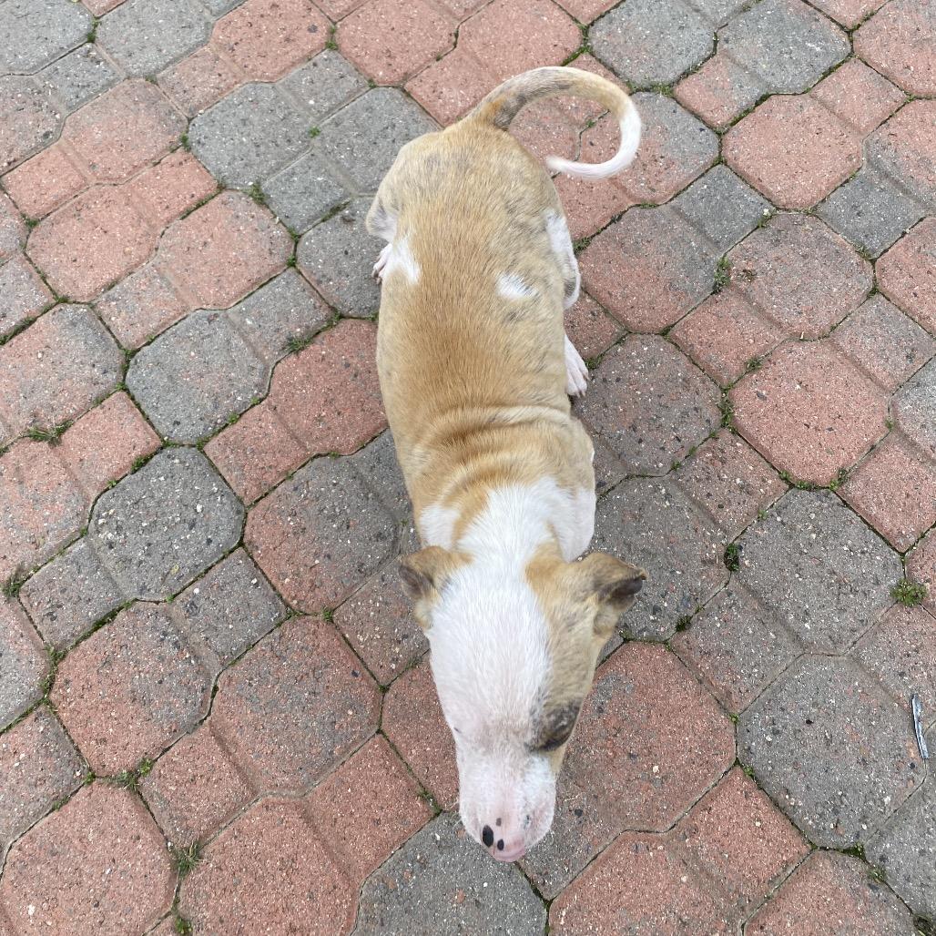 Beethoven, a Adoptable Terrier in Escondido, CA image 2/6