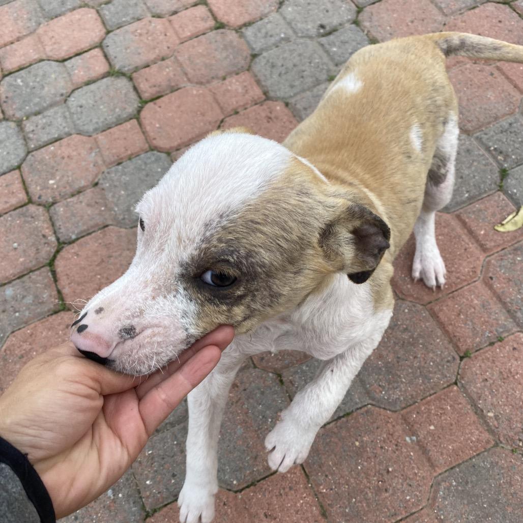 Beethoven, a Adoptable Terrier in Escondido, CA image 3/6