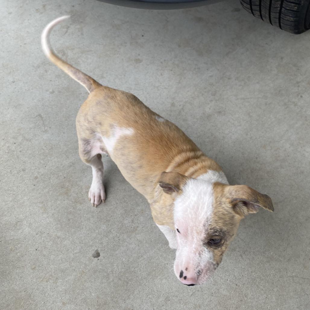 Beethoven, a Adoptable Terrier in Escondido, CA image 4/6