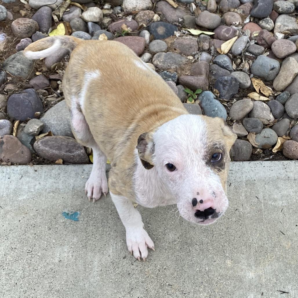 Beethoven, a Adoptable Terrier in Escondido, CA image 5/6