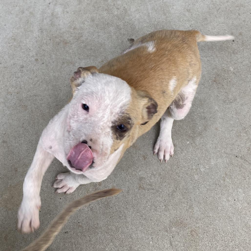 Beethoven, a Adoptable Terrier in Escondido, CA image 6/6