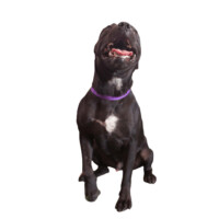 Enlarge Sebastian, a Adoptable mixed breed in Lancaster, CA image 3/3