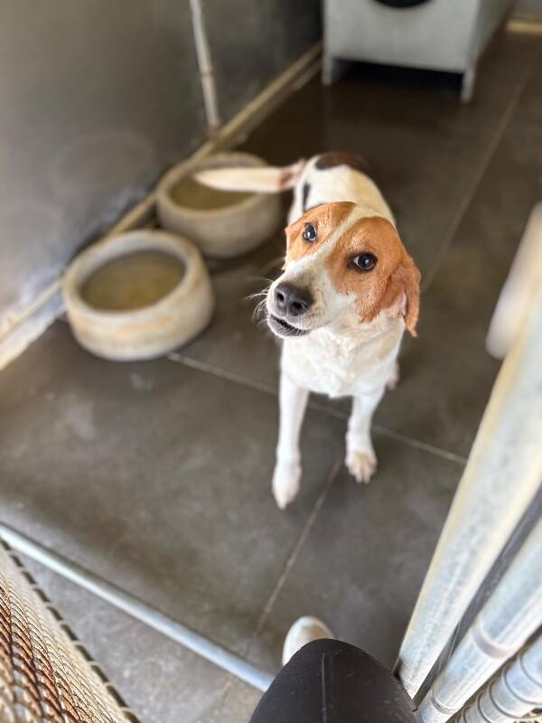 Enlarge Luigi, a Adoptable mixed breed in Burgaw, NC image 1/3