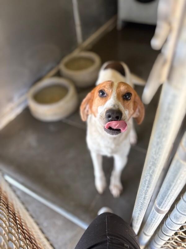 Enlarge Luigi, a Adoptable mixed breed in Burgaw, NC image 2/3