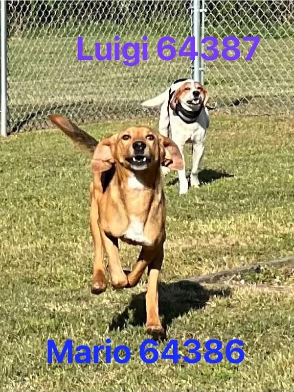 Enlarge Luigi, a Adoptable mixed breed in Burgaw, NC image 4/5