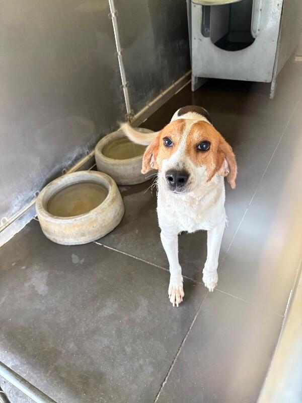 Enlarge Luigi, a Adoptable mixed breed in Burgaw, NC image 3/3