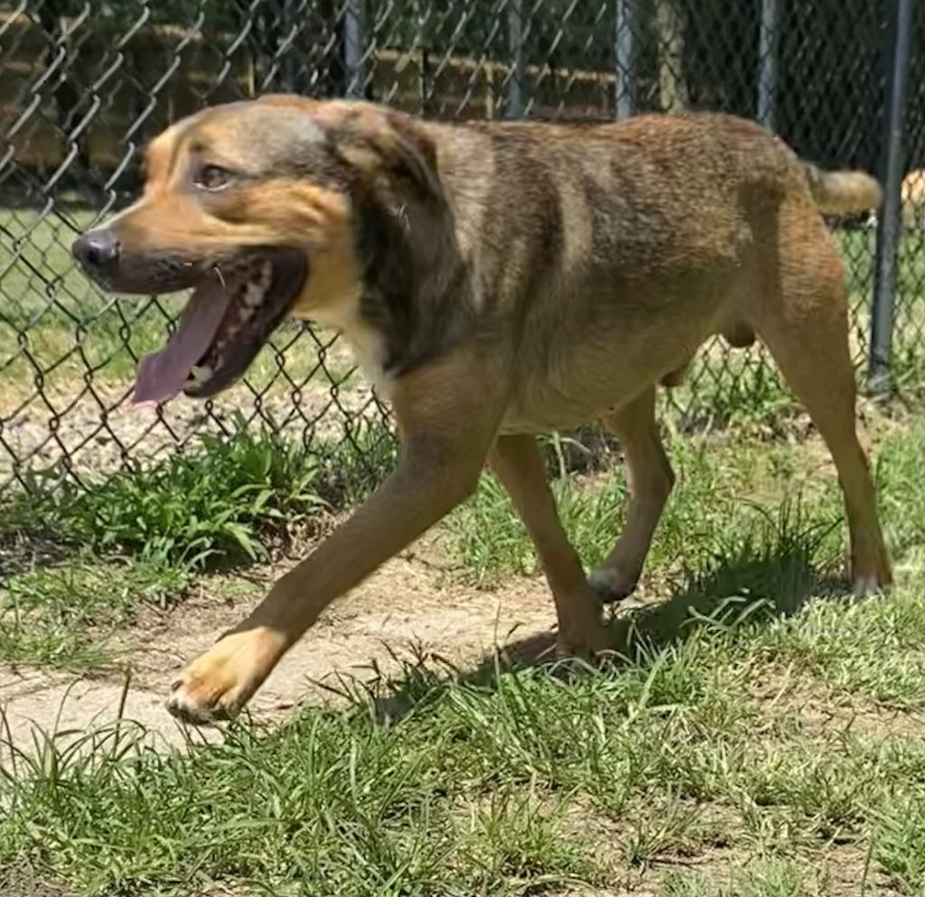 Enlarge Frank, a Adoptable Labrador Retriever in Little Rock, AR image 1/2