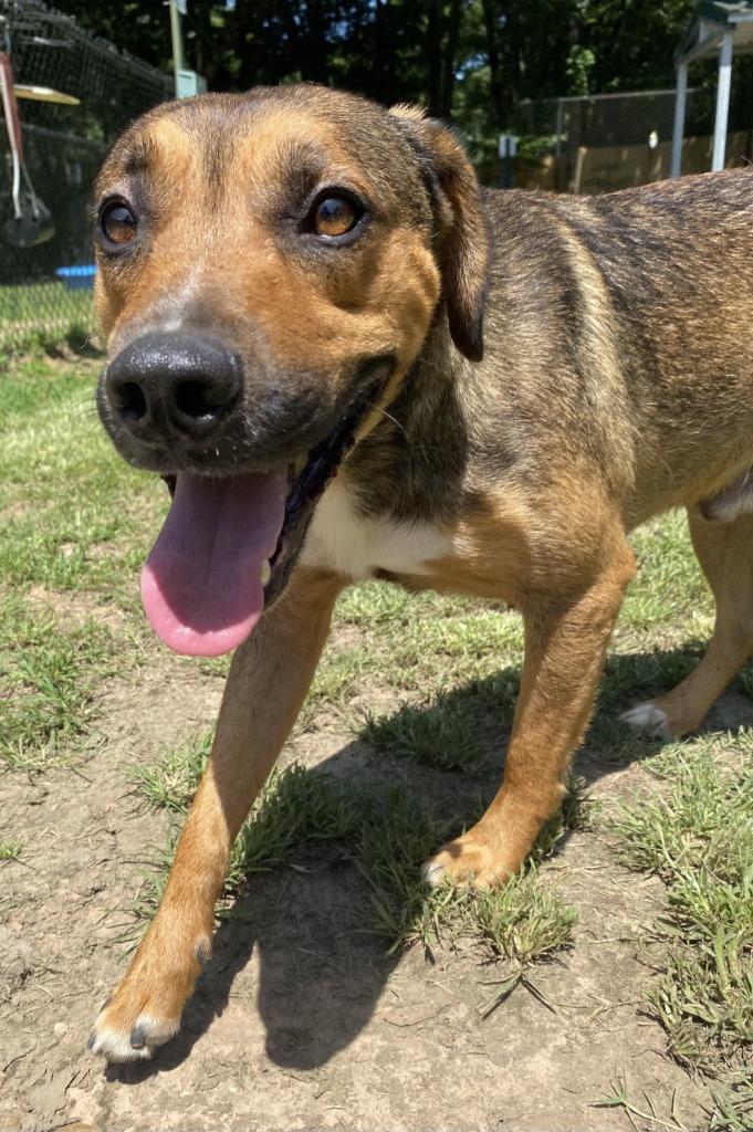Enlarge Frank, a Adoptable Labrador Retriever in Little Rock, AR image 2/2