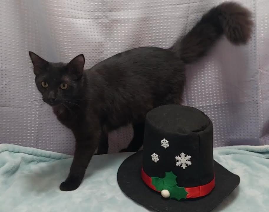 Colin, Adoptable, Adult Male Domestic Medium Hair.