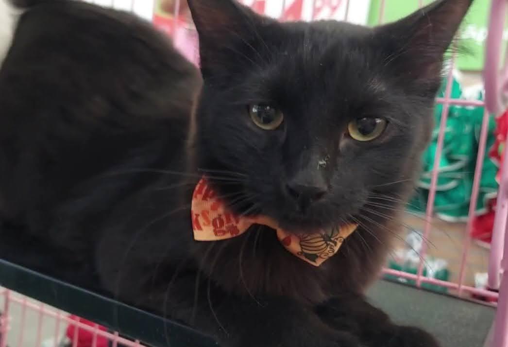 Colin, Adoptable, Adult Male Domestic Medium Hair.