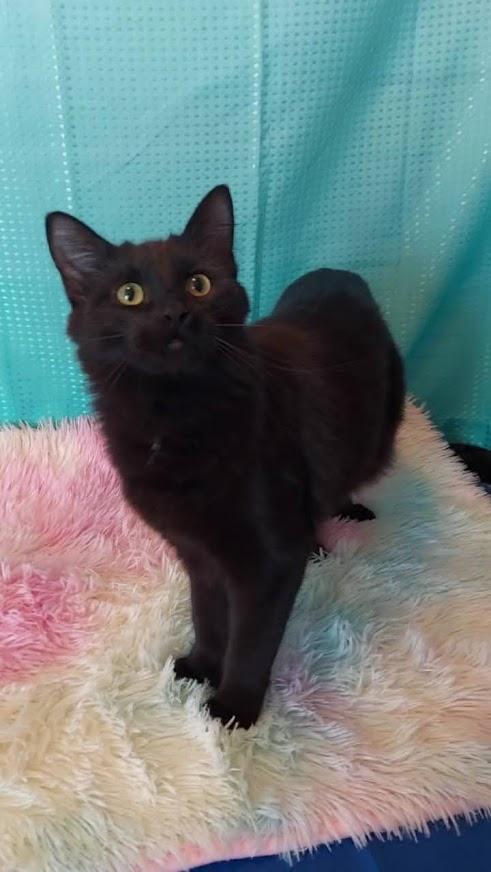 Enlarge Colin, a Adoptable mixed breed in Salt Lake City, UT image 6/6