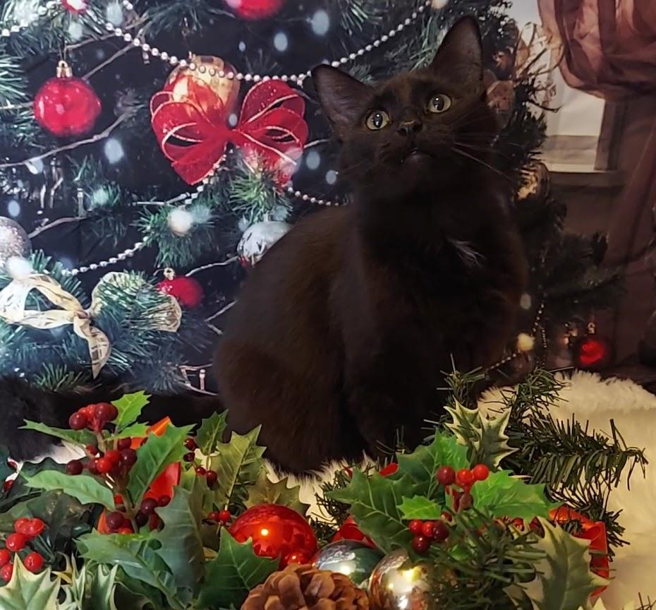 Enlarge Colin, a Adoptable mixed breed in Salt Lake City, UT image 5/6