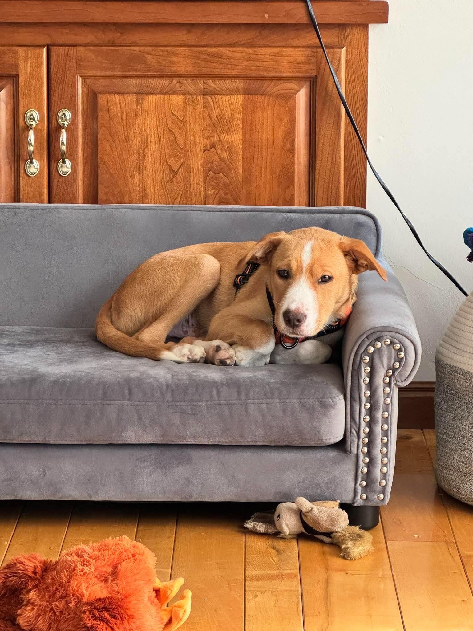 Enlarge Thor, a Adopted Mixed Breed in De Pere, WI image 2/4