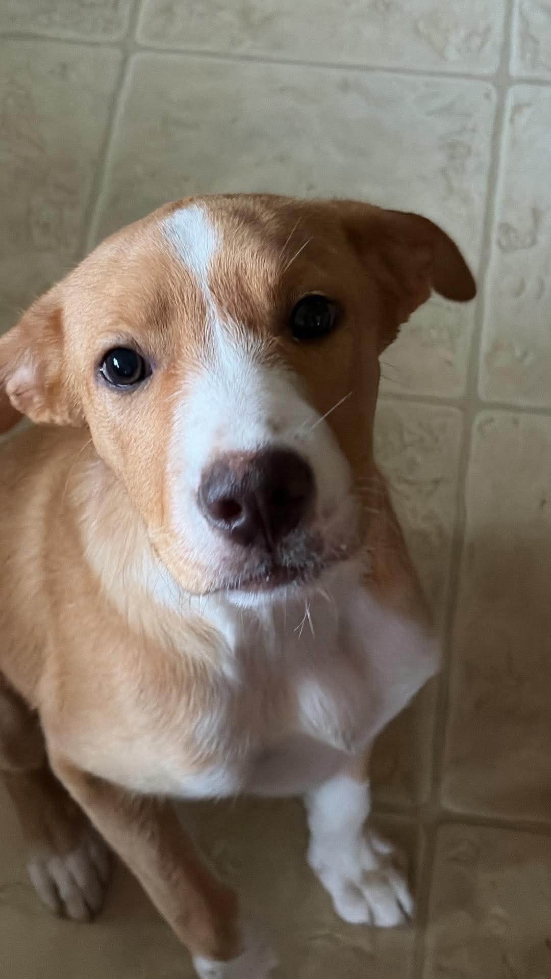 Thor, Adopted, Puppy Male Mixed Breed.