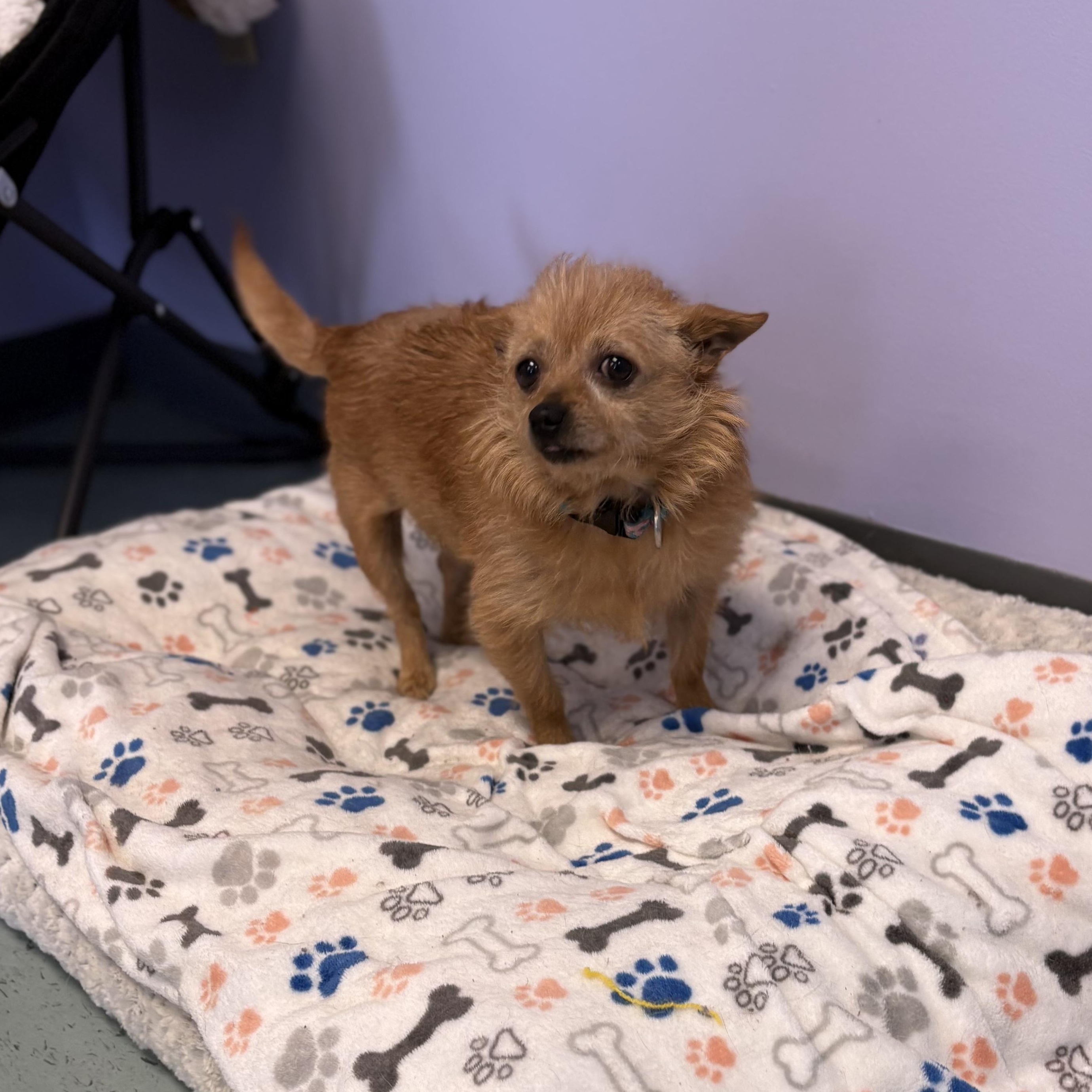Tootie, an adopted mixed breed in Bardstown, KY image 5/6