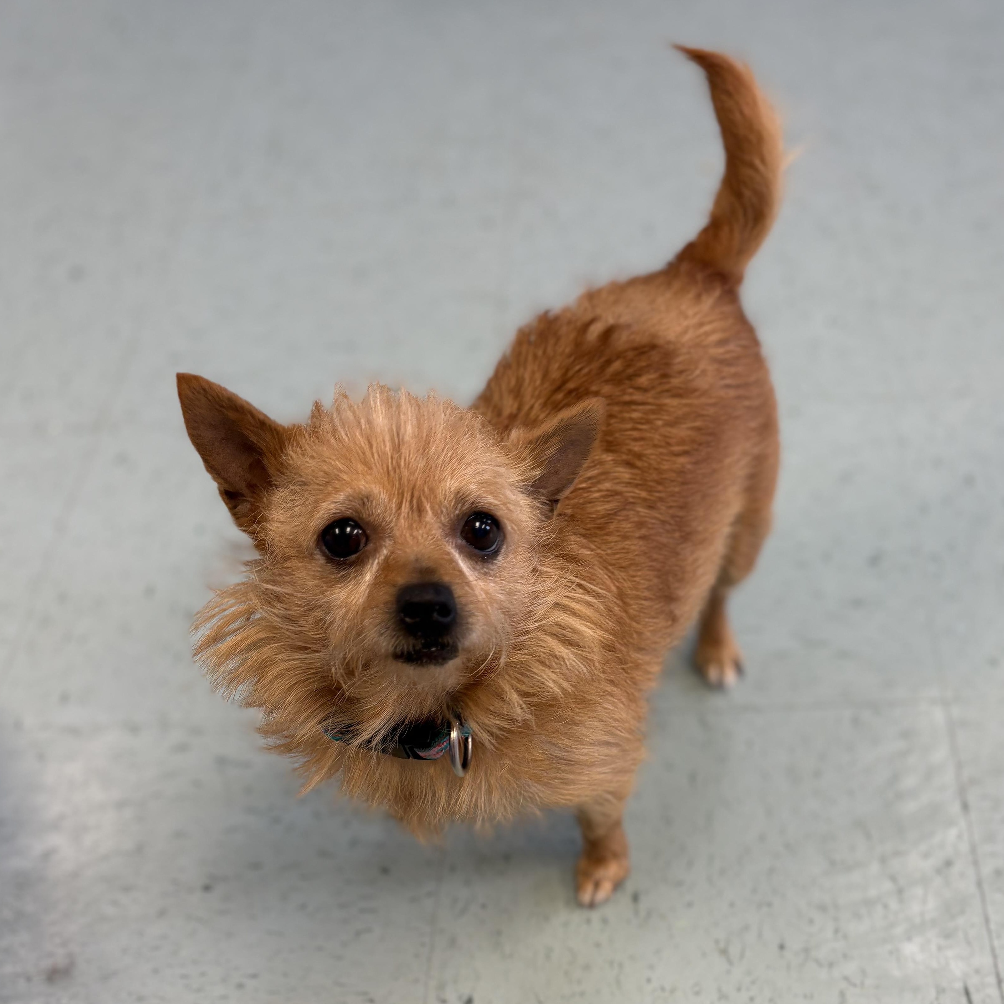 Tootie, an adopted mixed breed in Bardstown, KY image 4/6