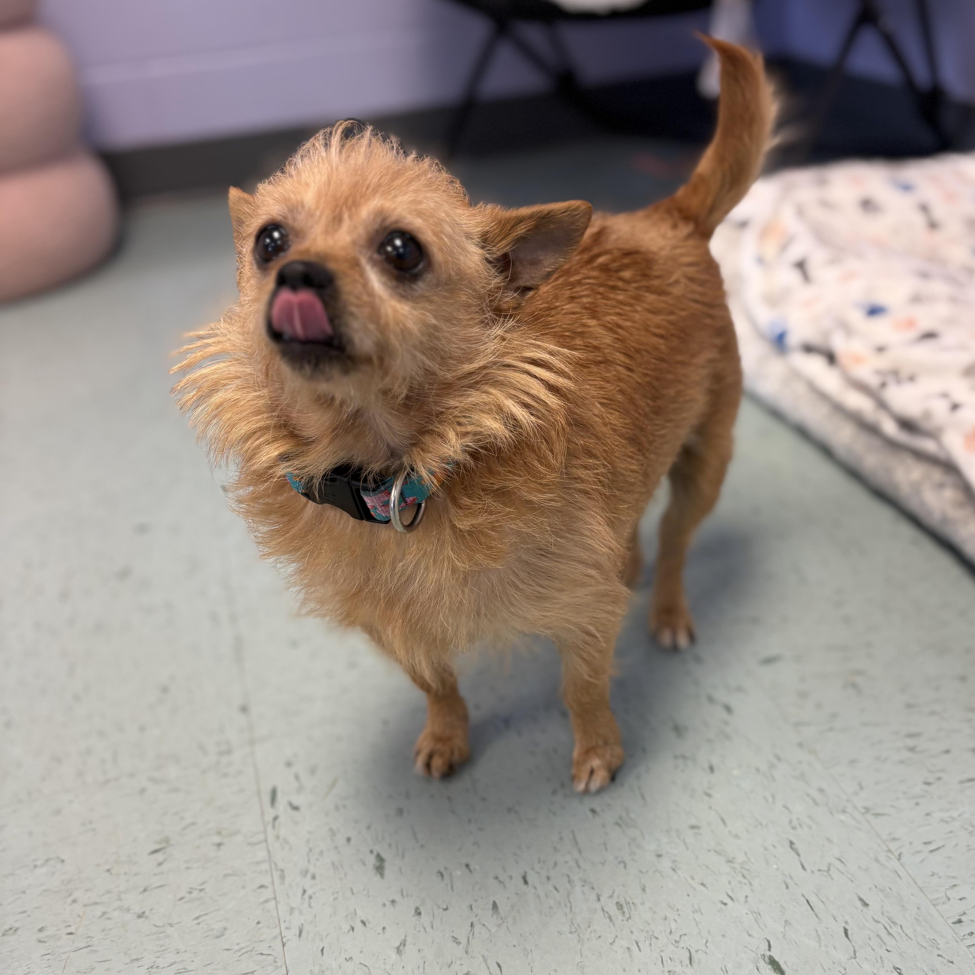 Tootie, an adopted mixed breed in Bardstown, KY image 2/6