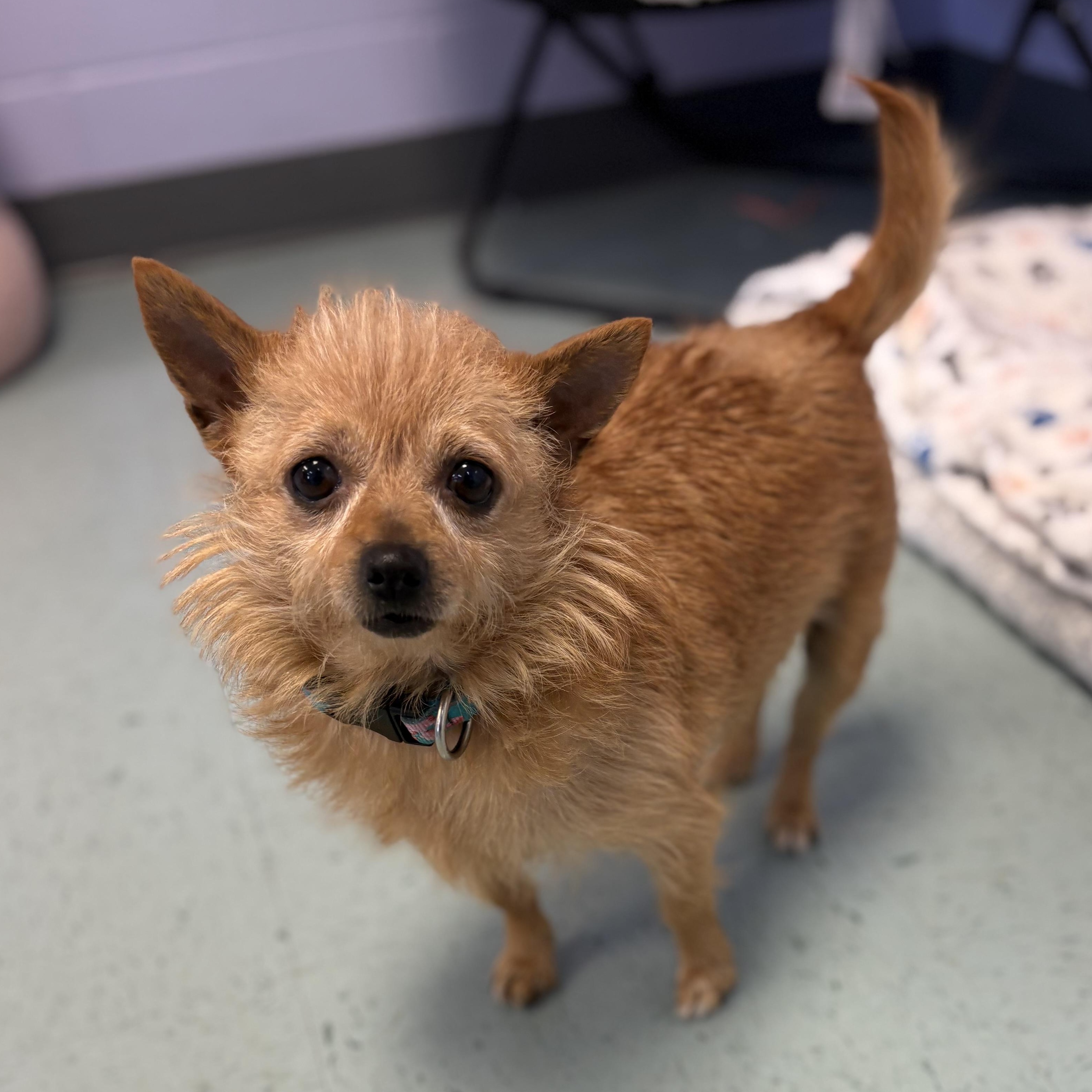 Tootie, adopted, Senior Female Chihuahua.