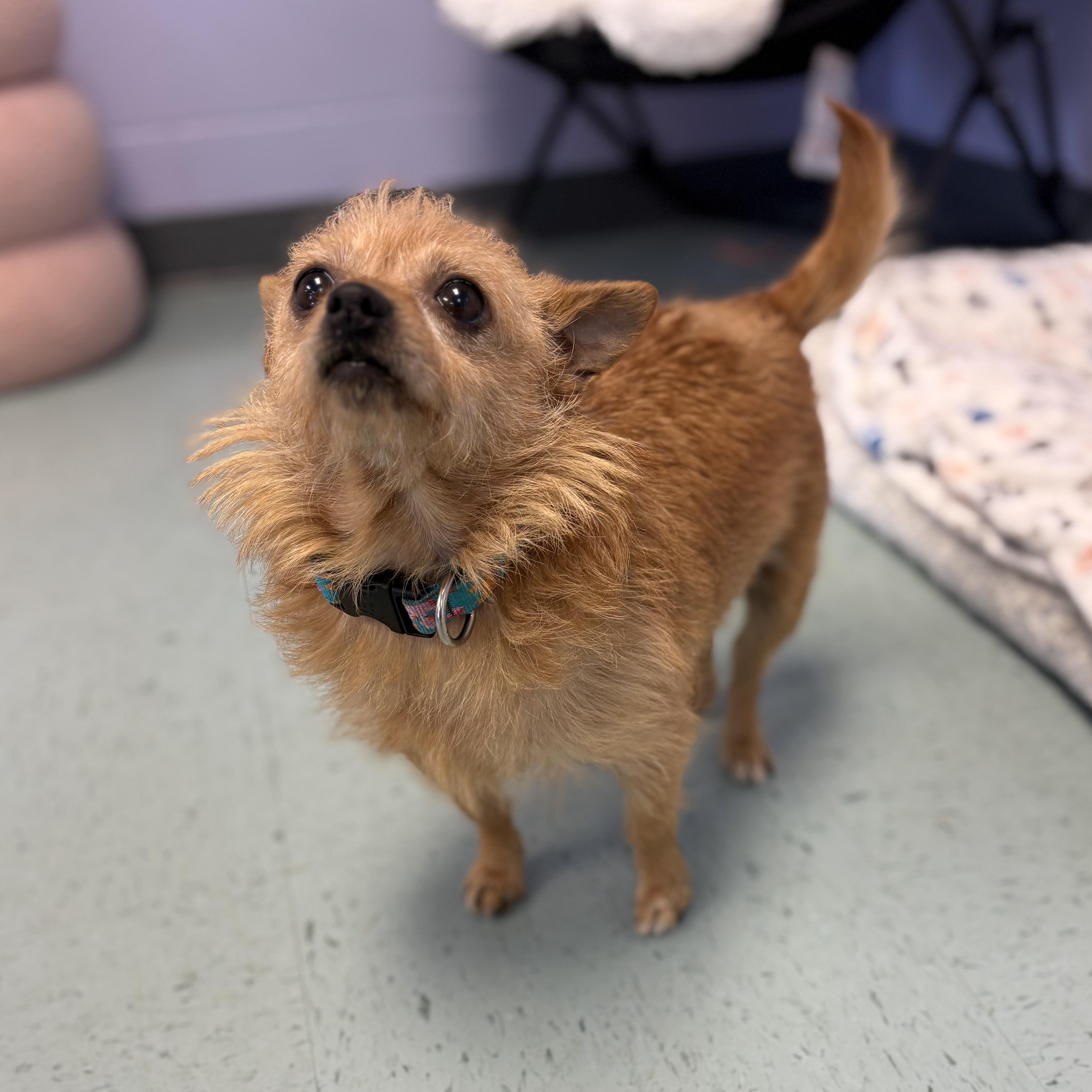 Tootie, an adopted mixed breed in Bardstown, KY image 3/6
