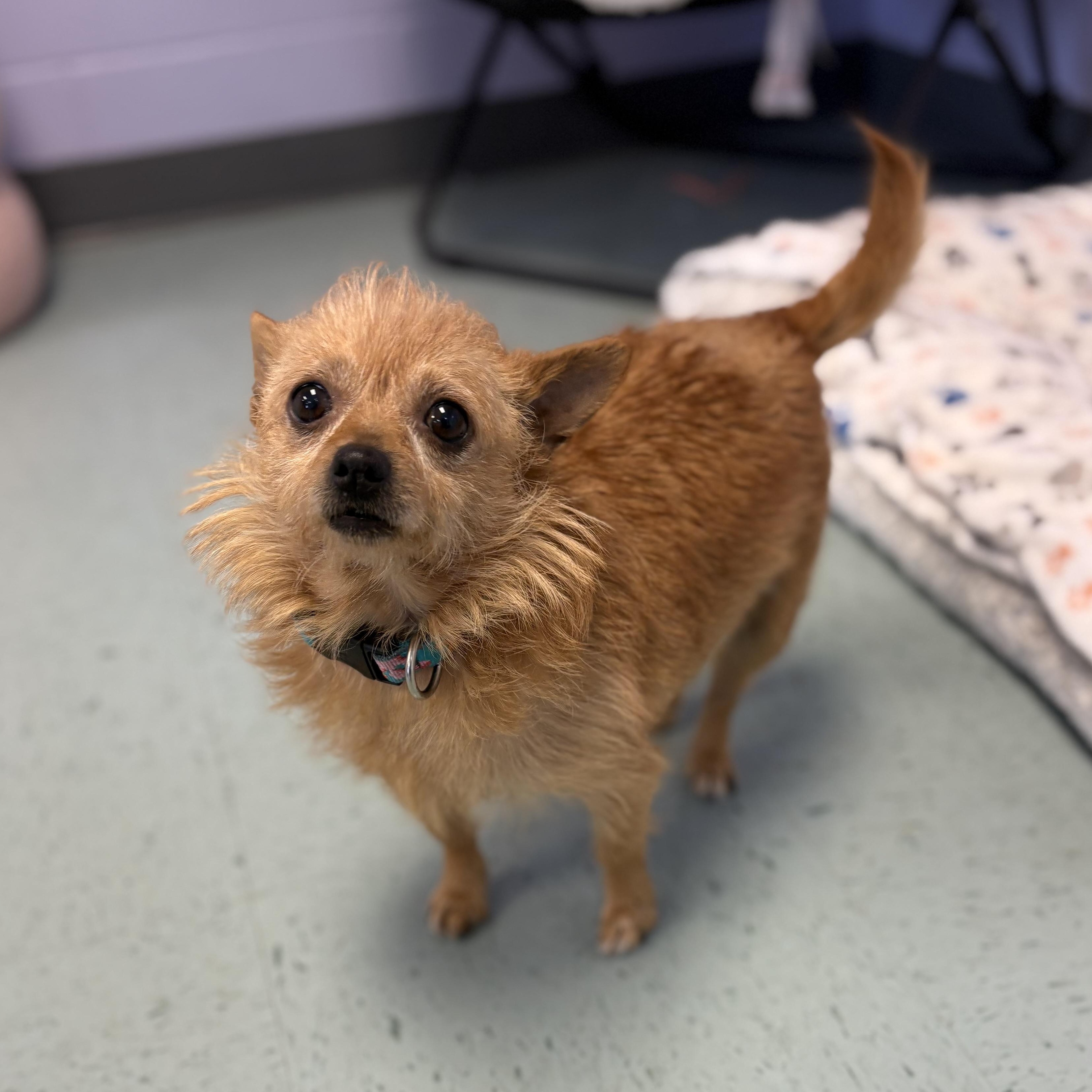 Tootie, an adopted mixed breed in Bardstown, KY image 6/6