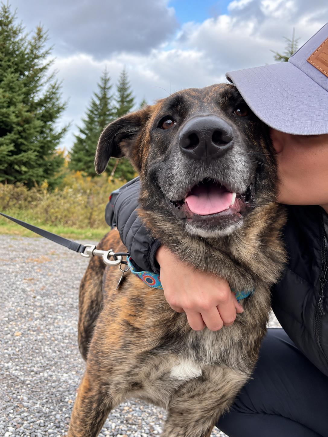 Enlarge DIESEL, a Adoptable mixed breed in Thornhill, ON image 2/2