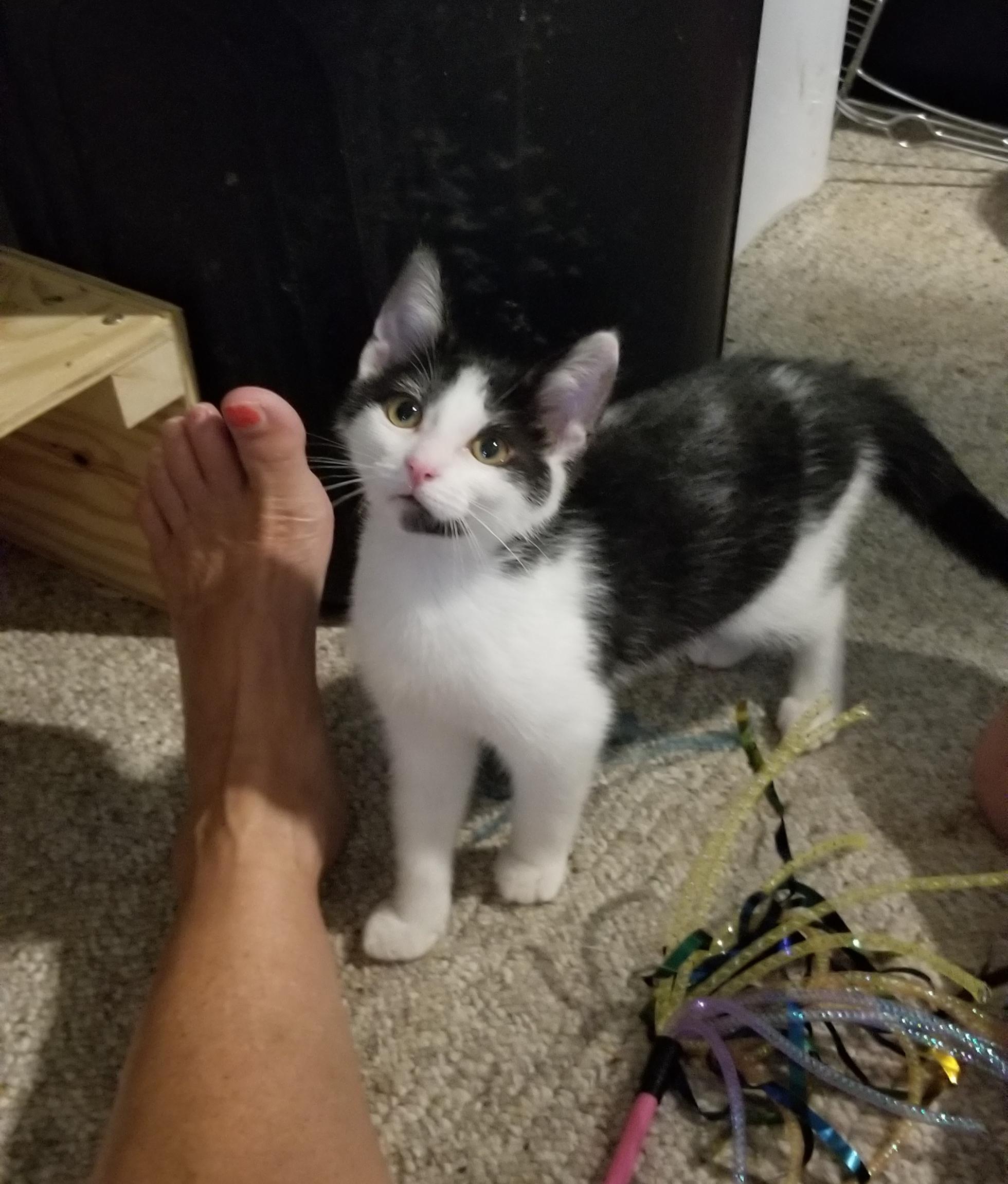 Enlarge Diamond, a Adoptable Domestic Short Hair in Cleveland, OH image 2/6