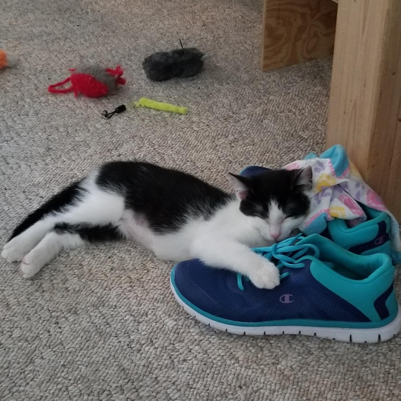 Diamond, Adoptable, Young Female Domestic Short Hair.