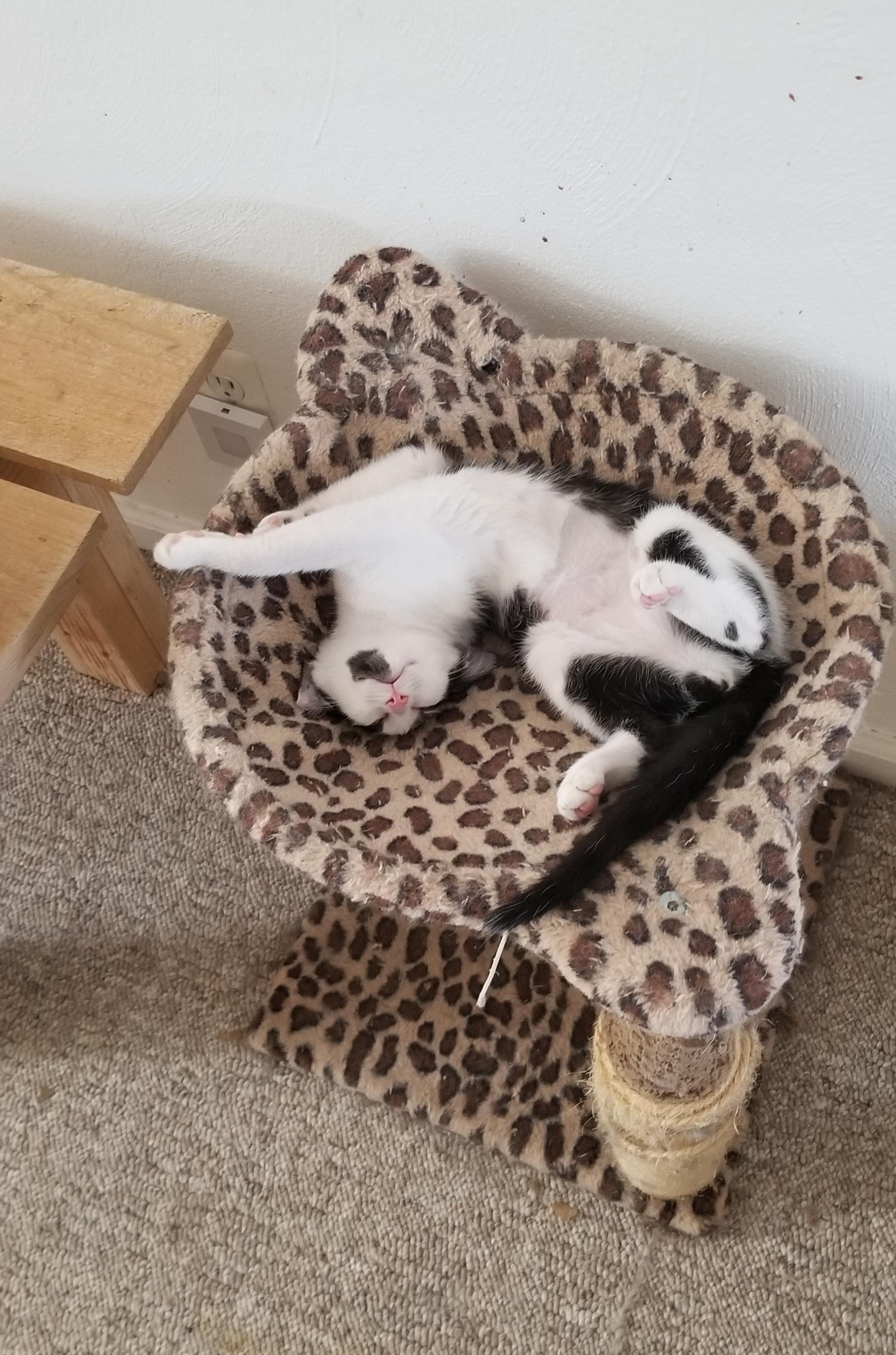 Enlarge Diamond, a Adoptable Domestic Short Hair in Cleveland, OH image 3/6