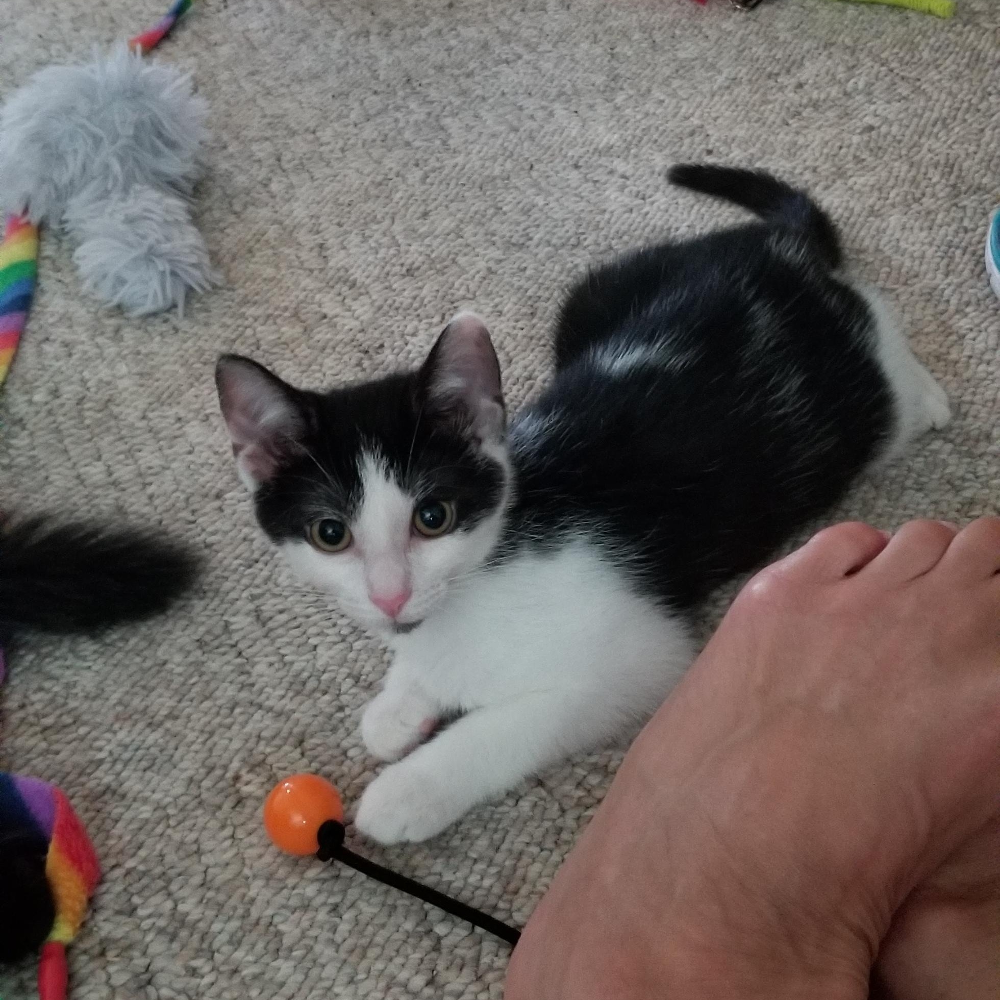 Enlarge Diamond, a Adoptable Domestic Short Hair in Cleveland, OH image 4/6