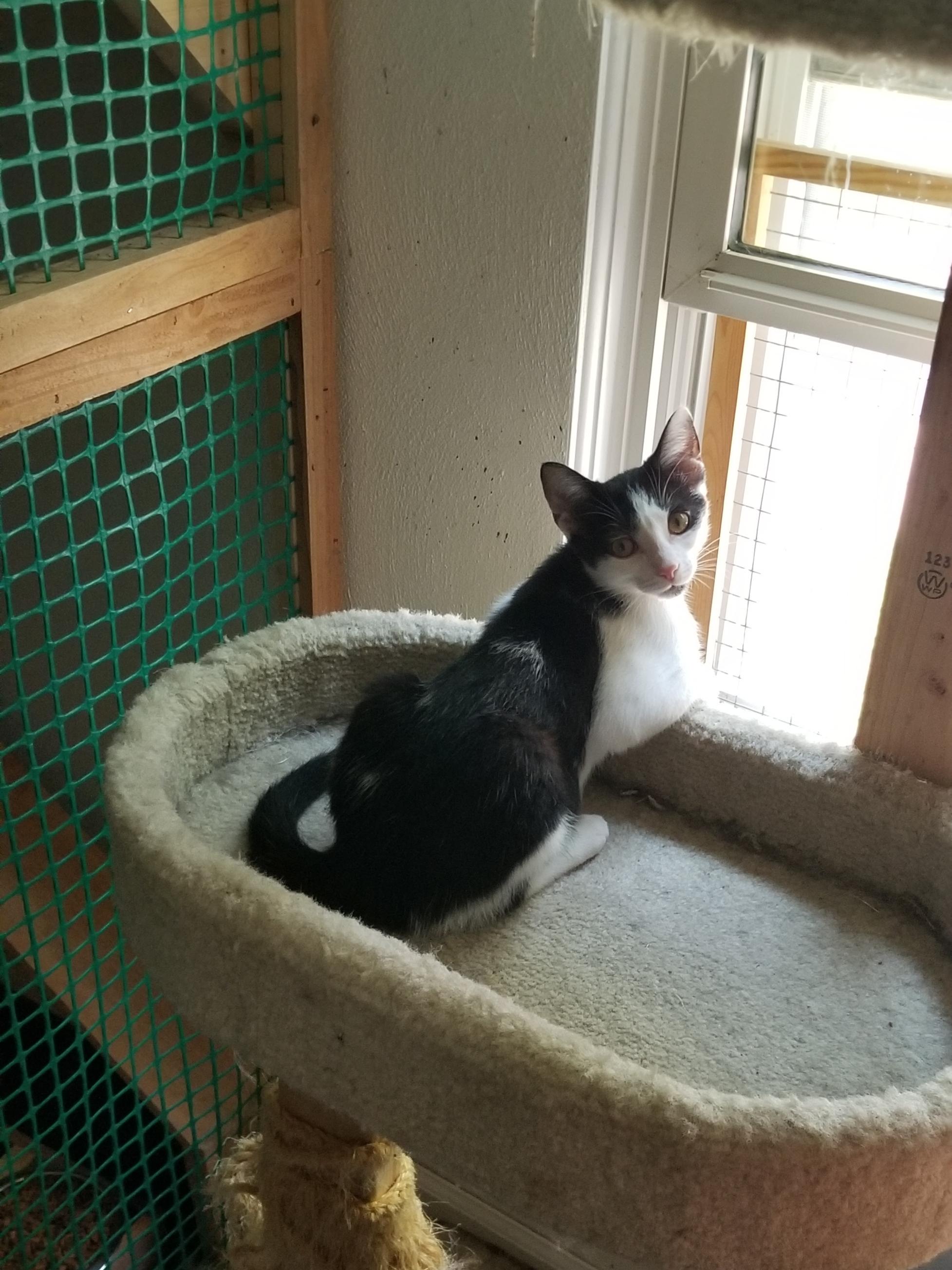 Enlarge Diamond, a Adoptable Domestic Short Hair in Cleveland, OH image 5/6