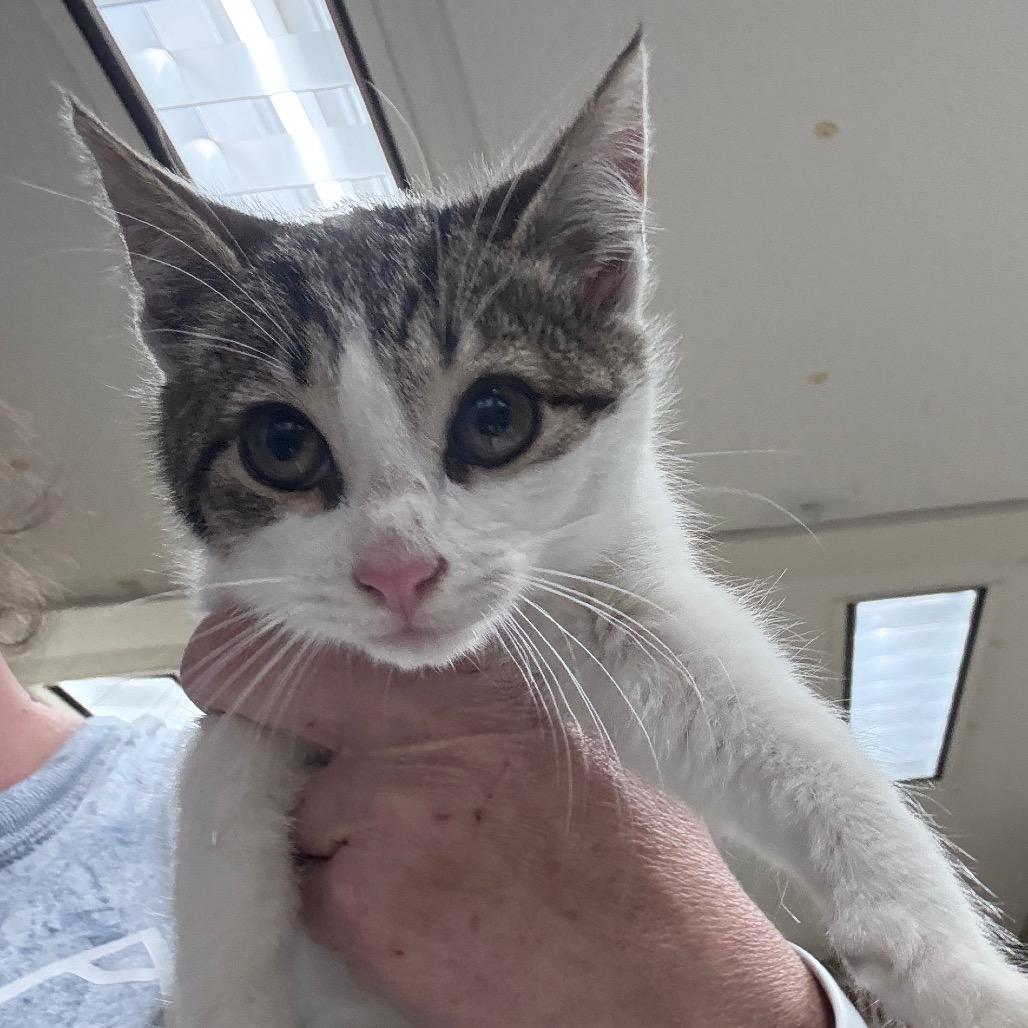 Clearance, Adoptable, Kitten Female Domestic Short Hair.