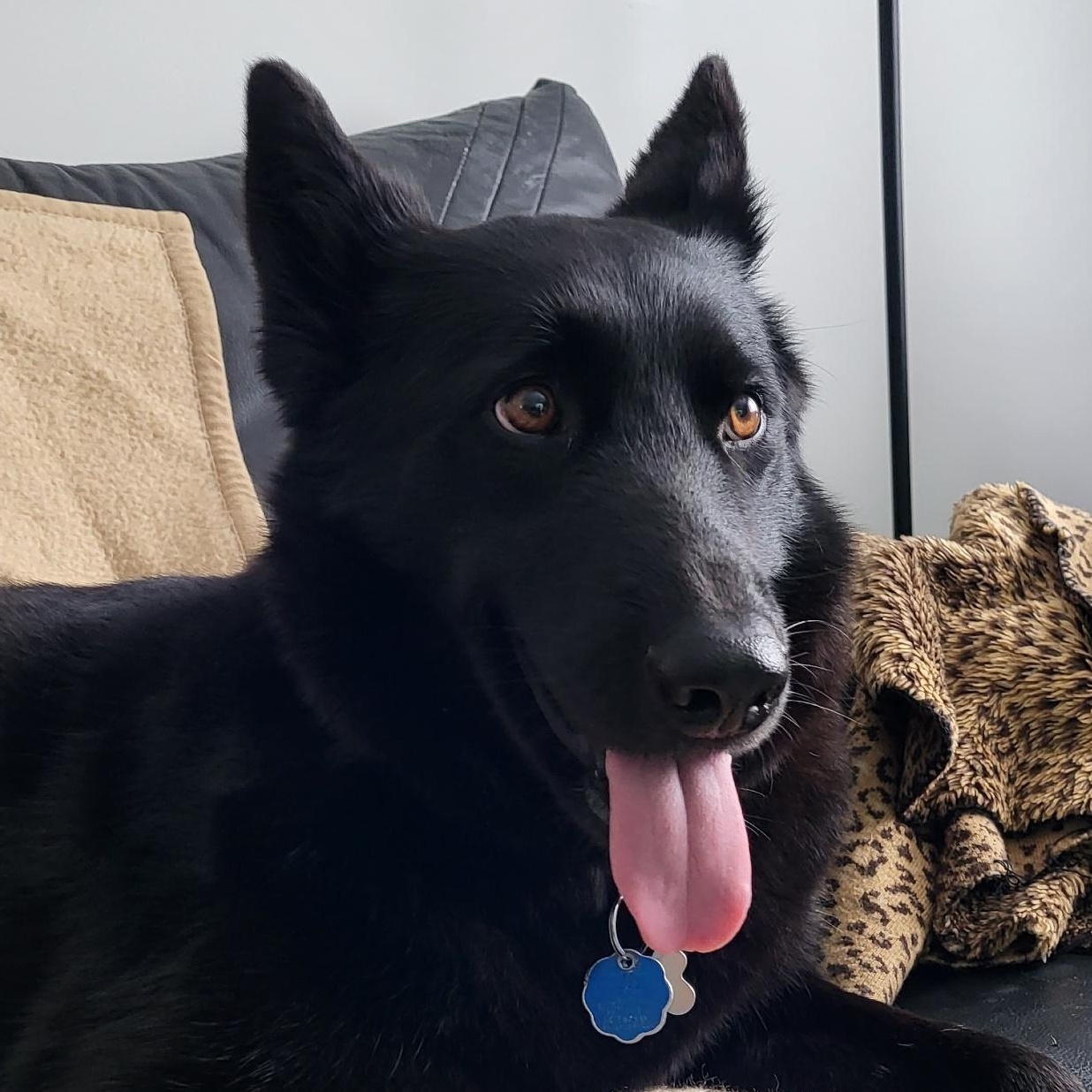 Enlarge Taya, a Adoptable German Shepherd Dog in Scarborough, ON image 1/5