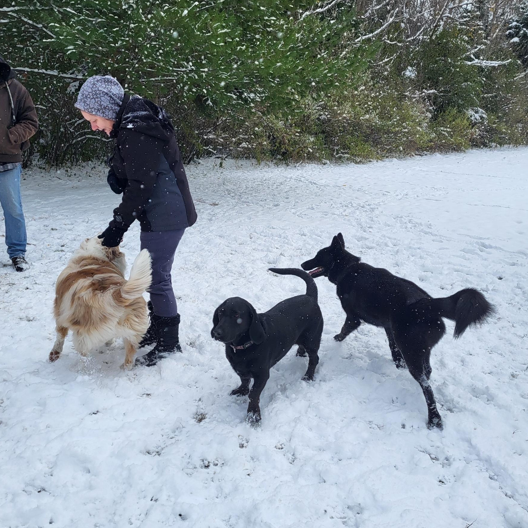 Enlarge Taya, a Adoptable German Shepherd Dog in Scarborough, ON image 2/5