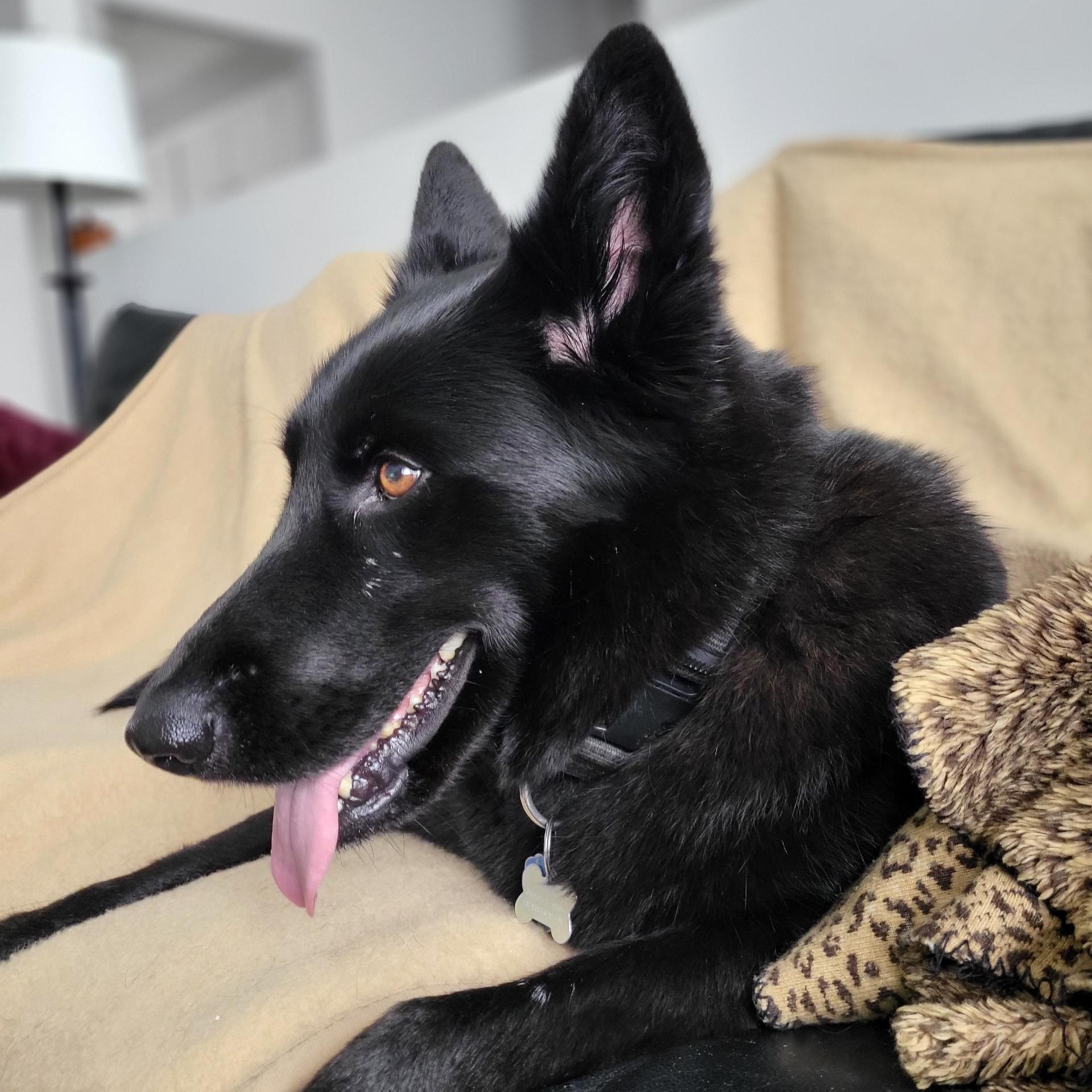 Enlarge Taya, a Adoptable German Shepherd Dog in Scarborough, ON image 3/5