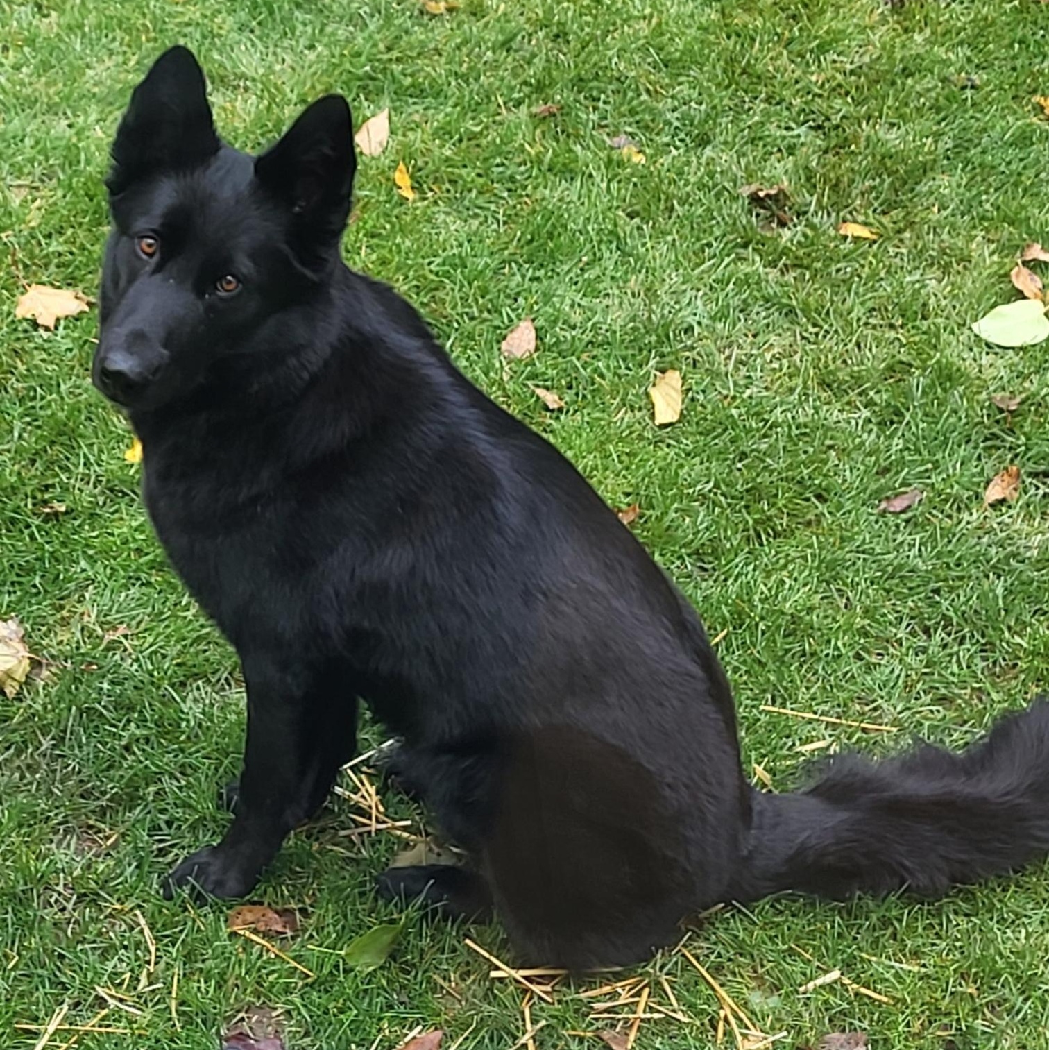 Enlarge Taya, a Adoptable German Shepherd Dog in Scarborough, ON image 4/5