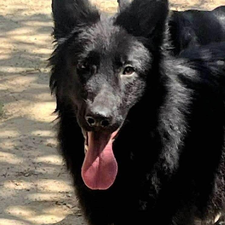 Enlarge Taya, a Adoptable German Shepherd Dog in Scarborough, ON image 5/5