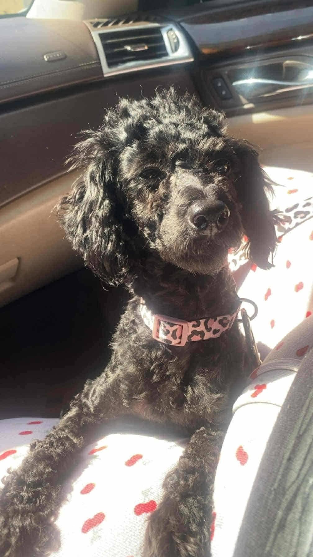 Enlarge Precious, a ADOPTABLE Miniature Poodle in Antioch, TN image 2/2